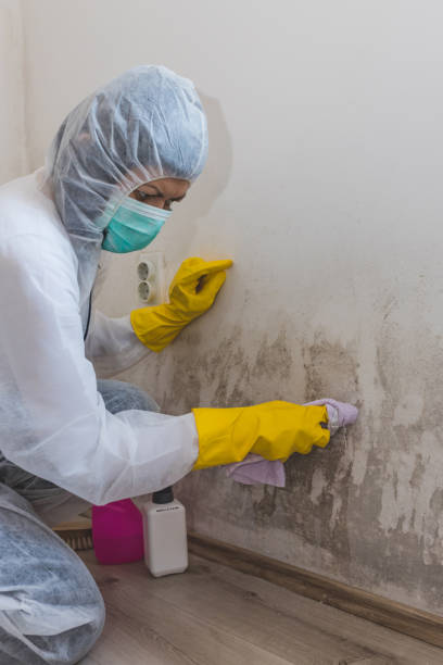 Best Environmental Consulting for Mold Prevention  in Clovis, NM